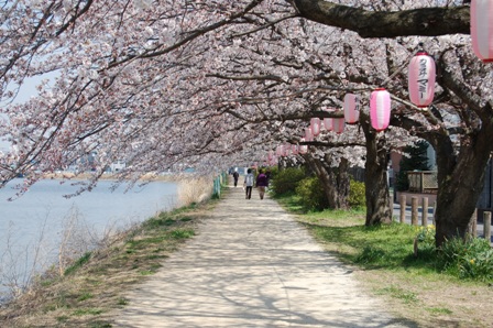 桜のトンネル♪