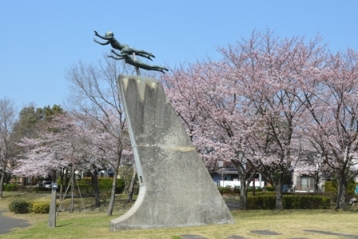 総合公園の桜