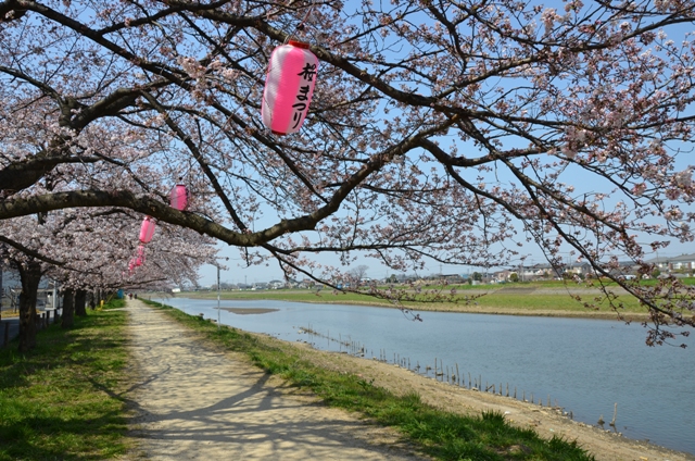 古利根川沿いの桜