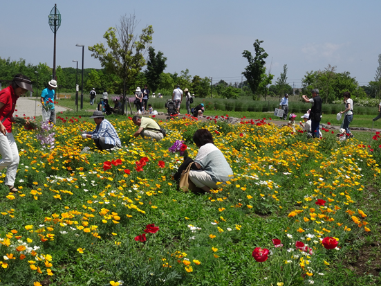 ポピーの花摘み