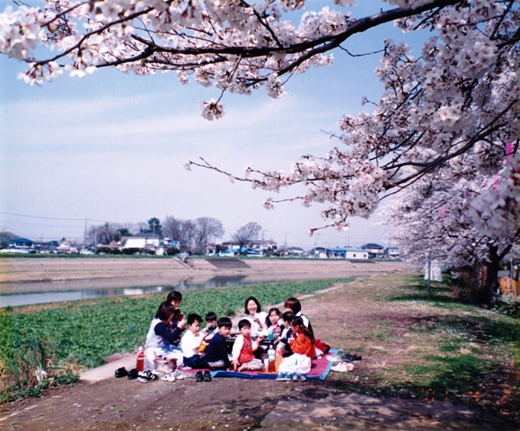 古利根川の桜