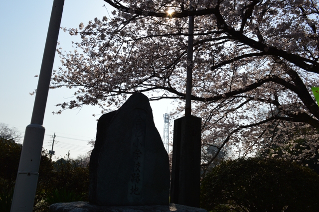 松伏町老人福祉センターの桜