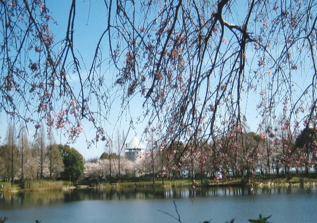 しだれ桜と風車