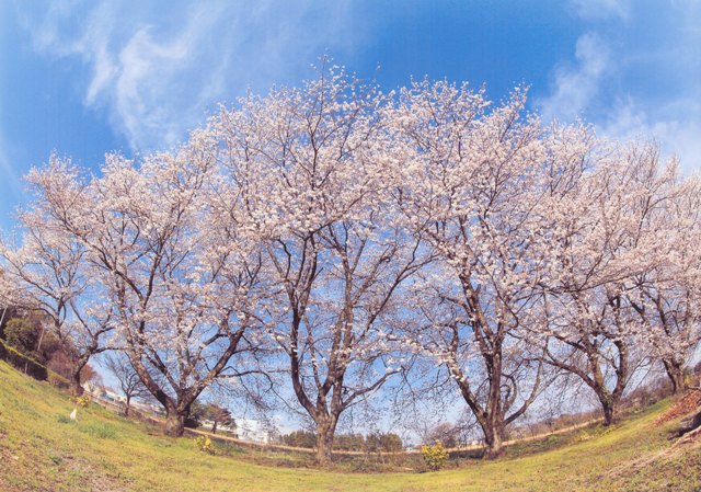 松伏町老人福祉センターの桜