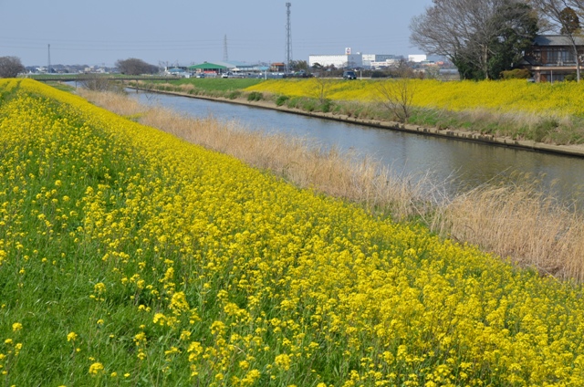 弥生橋付近のからし菜