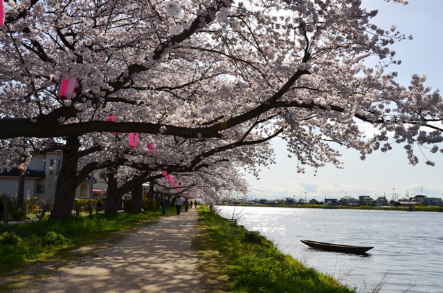 桜のトンネルを歩いてみませんか？