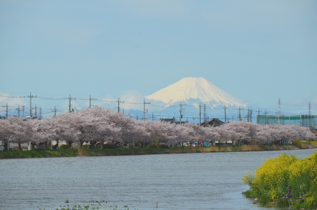 富士山と桜、からし菜・・・こんな風景に出会えるかも！