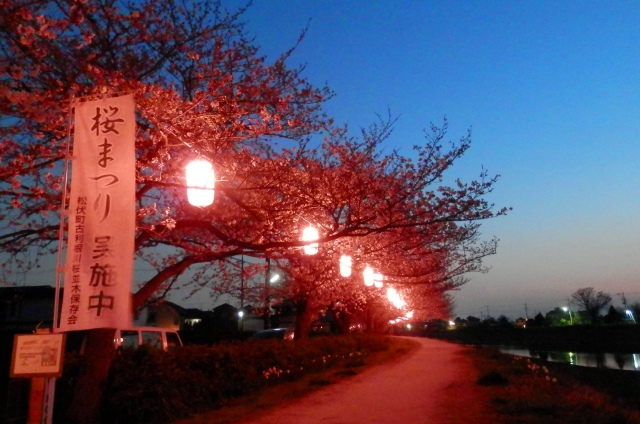 ちょうちんが点灯し、夜桜が楽しめます