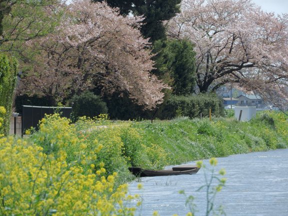 松伏町の桜