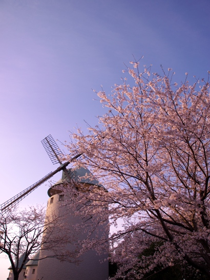 風車と桜