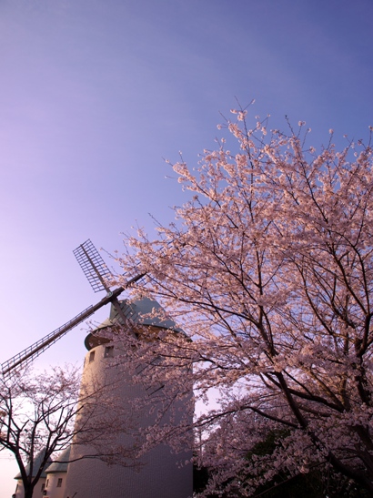 風車と桜