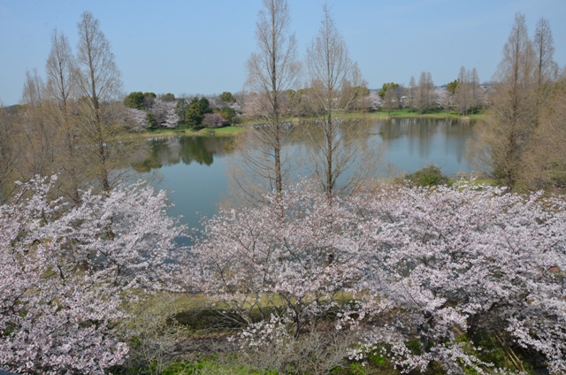 調整池を囲んで桜が見事な花を咲かせます